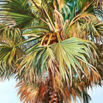 Charger l'image dans la galerie, Tableau palmier tropical et nature avec feuilles de palmier, art de la Floride aux couleurs turquoises ou feuilles de palmier séchées sur un ciel bleu de vacances pour une déco murale bord de mer et moderne
