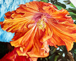 Charger l'image dans la galerie, Tableau de fleurs hibiscus orange et rouge représentation de la beauté de la nature exotique et sauvage des îles de l’océan indien pour une décoration tropicale mer, bohème, jungalow et moderne